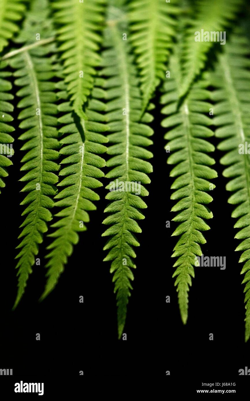 Fern first hi-res stock photography and images - Alamy