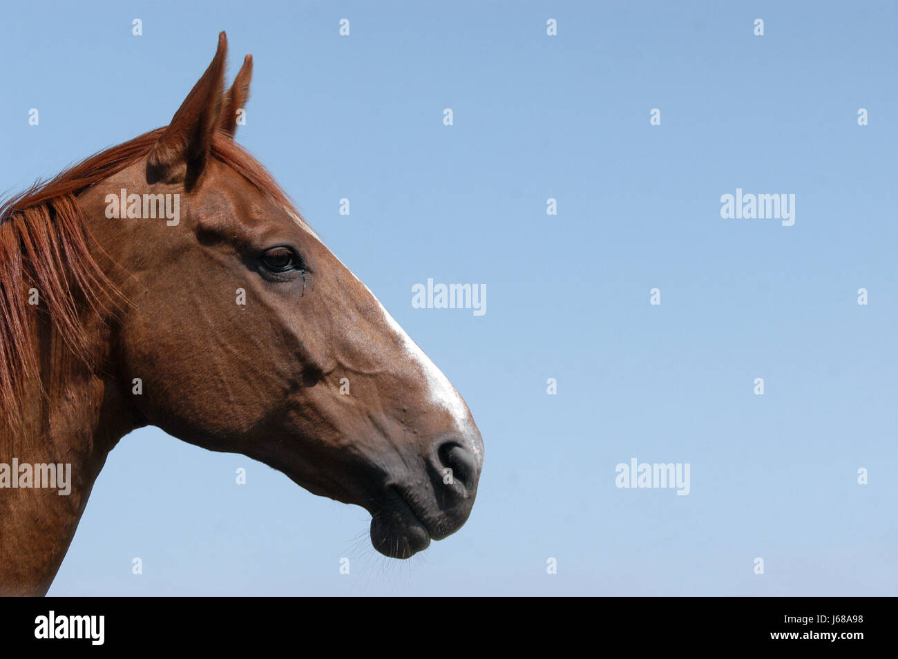 Horse head profile hi-res stock photography and images - Alamy