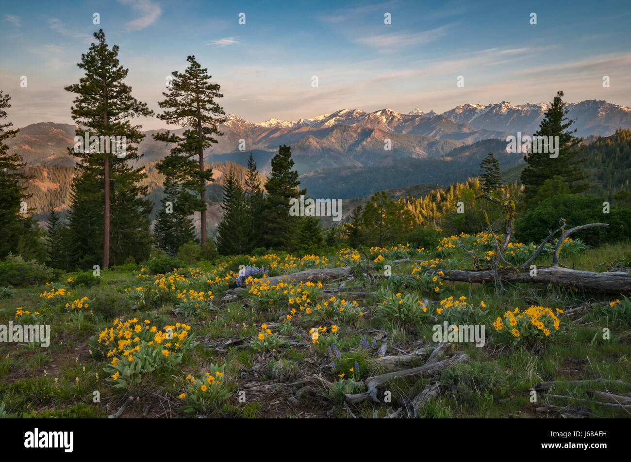 Lupine and Balsamroot, with Stuart Range mountains in background; Tronsen Ridge Trail above Blewett Pass, Cascade Mountains, Washington, USA. Stock Photo