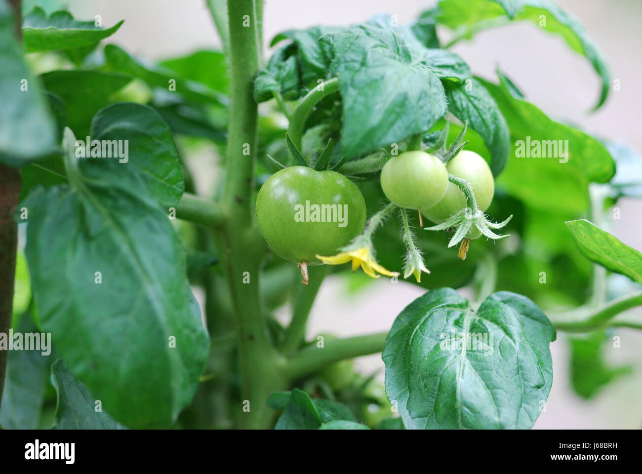 tomato plant (solanum lycopersicum Stock Photo - Alamy