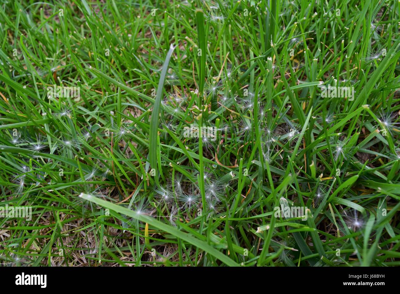 Dandelion Puffball hairs on grass Stock Photo