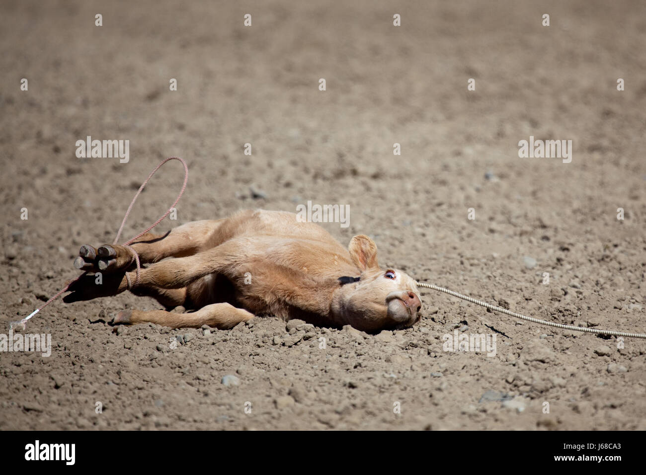 animal usa cow rodeo calf cruelty animal mammal usa horizontal america dirt cow Stock Photo Alamy