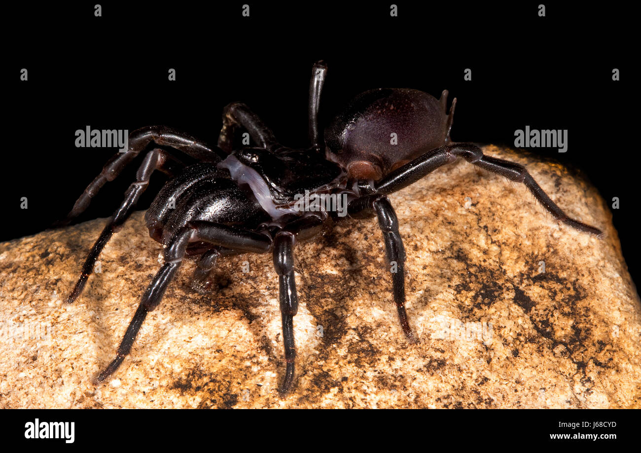 Atypus hires stock photography and images Alamy