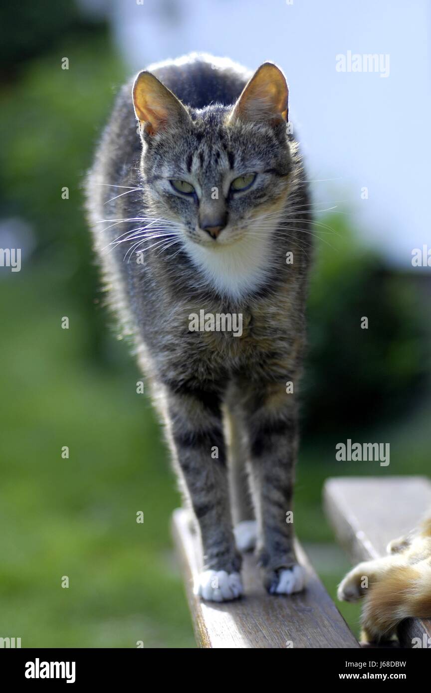 gray house cat in the evening sun Stock Photo - Alamy
