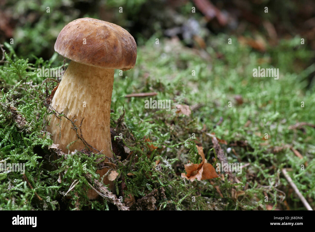 moss mushroom fungus bitter lawn green forest toxic poisonous wood mushrooms Stock Photo