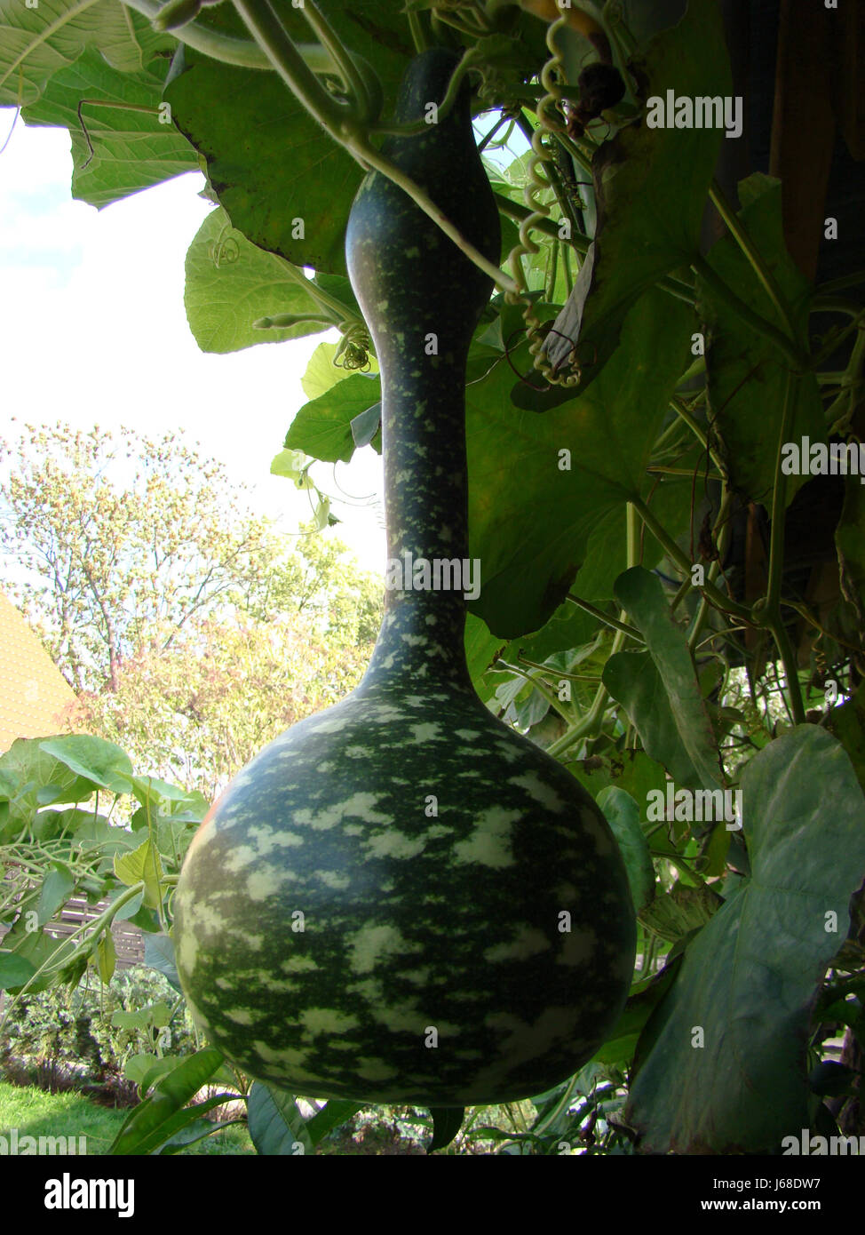 Bottle gourd plant hires stock photography and images Alamy