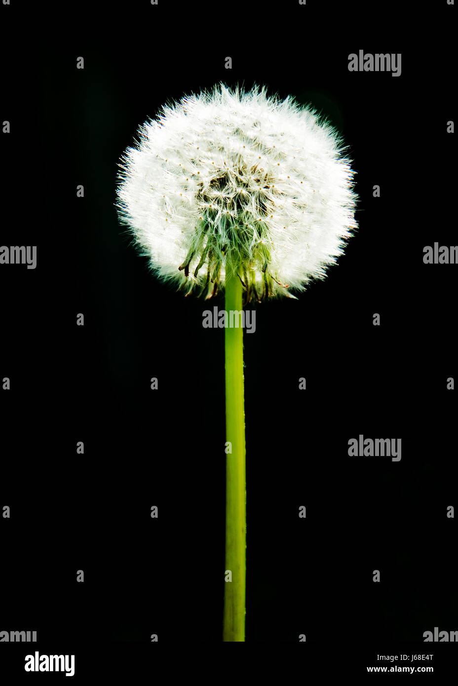 flower plant bloom blossom flourish flourishing counter-light blowball Stock Photo
