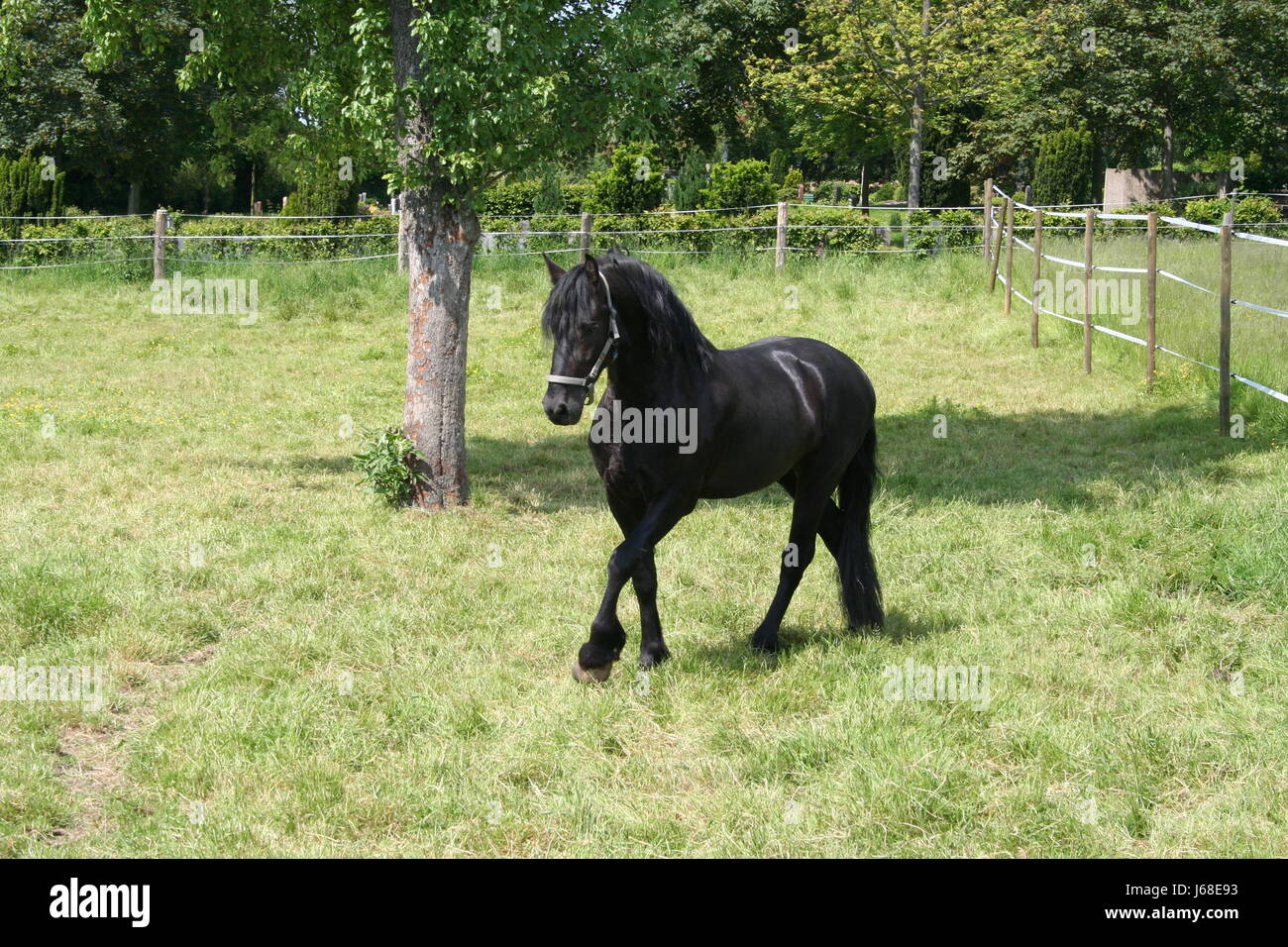 Friesian horse dressage hi-res stock photography and images - Alamy