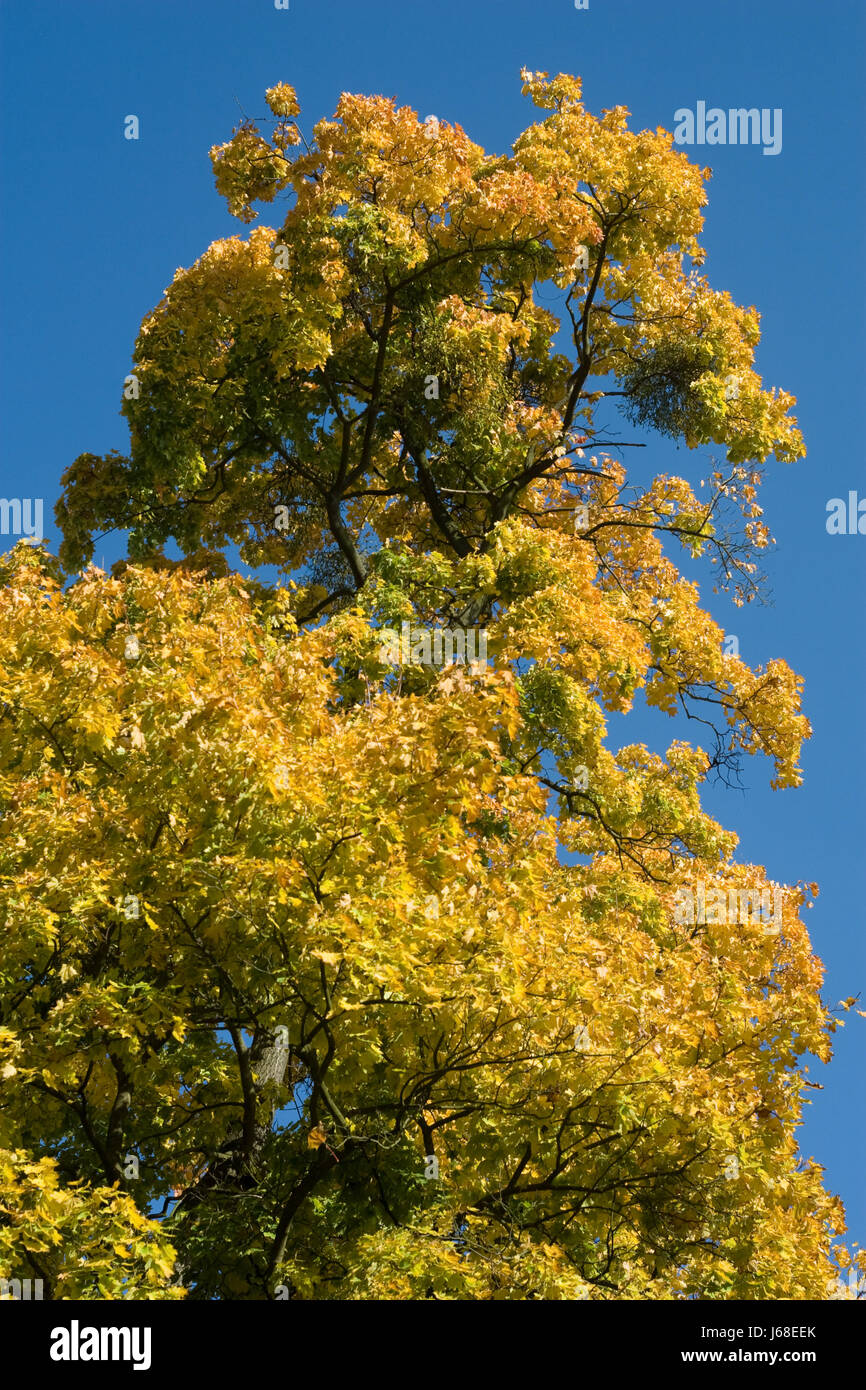tree leaves branches discoloration foliage fall autumn blue tree plant ...