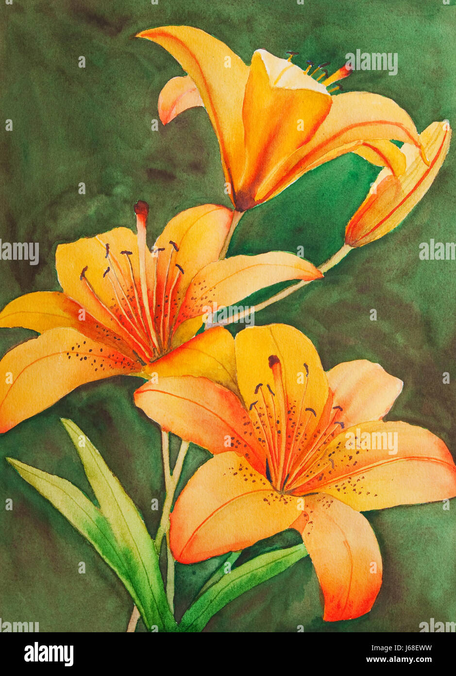 art flower plant painting lily orange watercolor dyer staint pigment  beautiful Stock Photo - Alamy