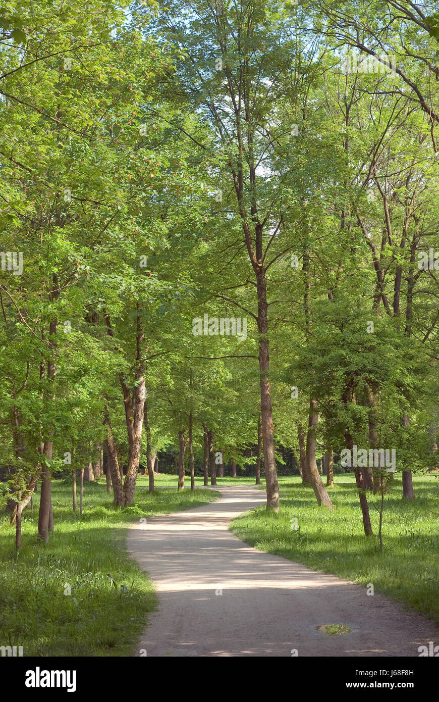 walk go going walking sunlight woods peaceful landscape scenery countryside Stock Photo