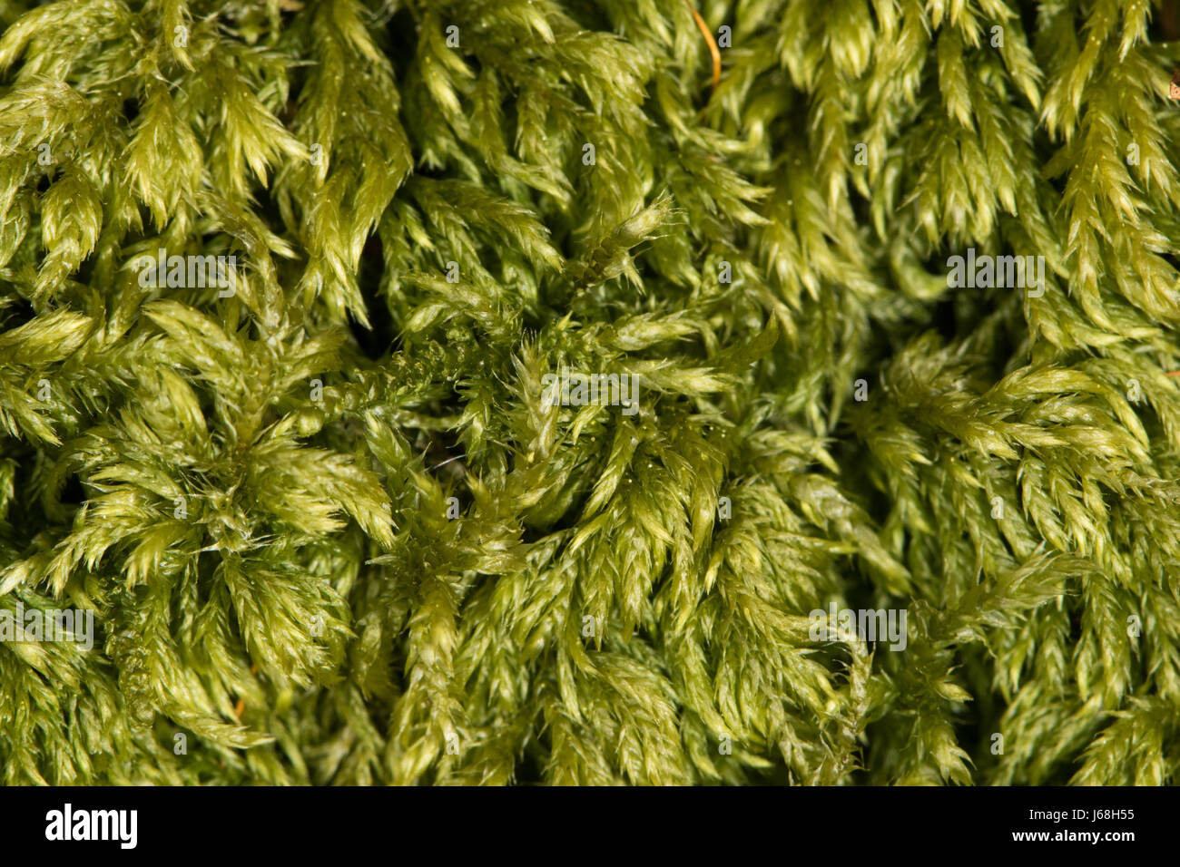 Downy Plait-moss (Hypnum callichroum) Stock Photo