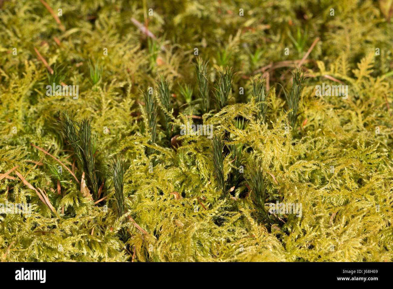 carpet of Thuidium tamariscinum (Common Tamarisk-moss) with branches of Polytrichum commune (Common Haircap moss) poking through Stock Photo