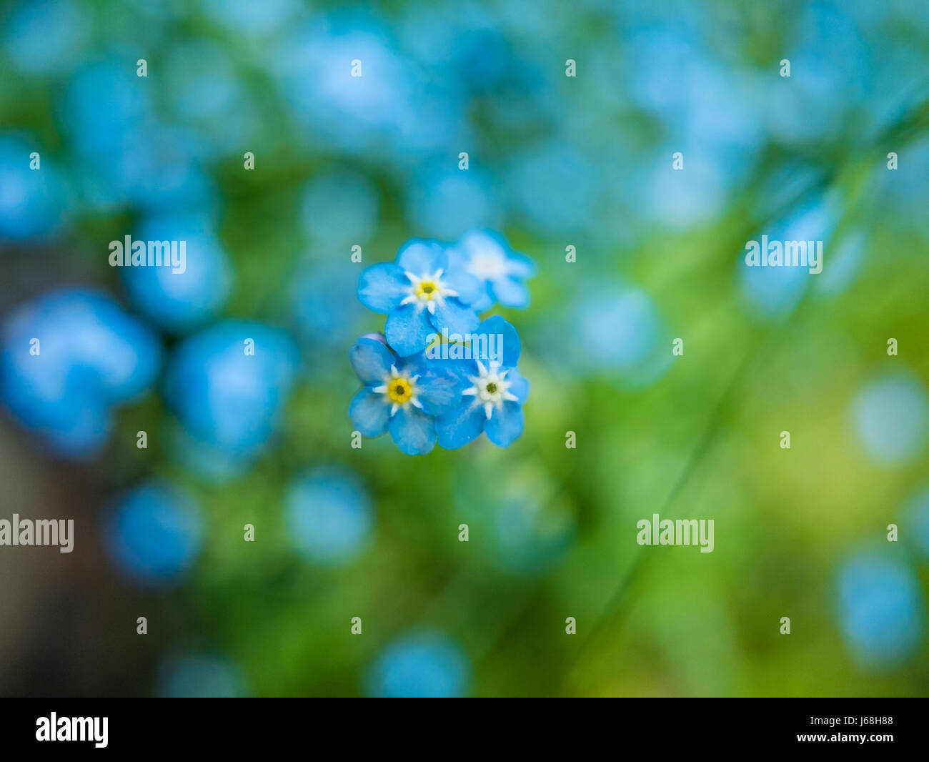 Close up of forget-me-nots blue flowers with green background. Stock Photo