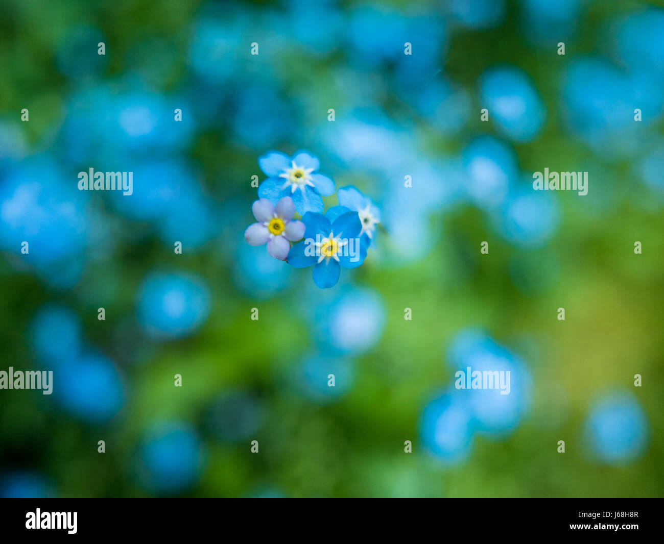 Close up of forget-me-nots blue flowers with green background. Stock Photo