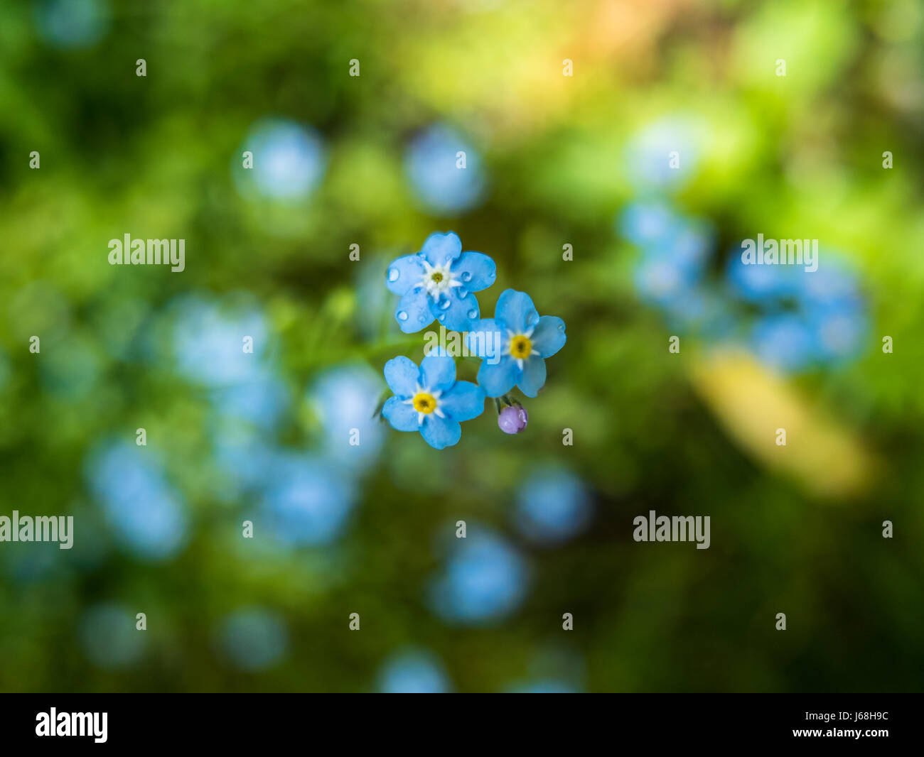 Close up of forget-me-nots blue flowers with green background. Stock Photo