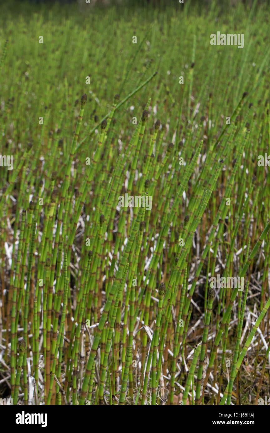 a shallow pool filled with Water Horsetails (Equisetum fluviatile) Stock Photo