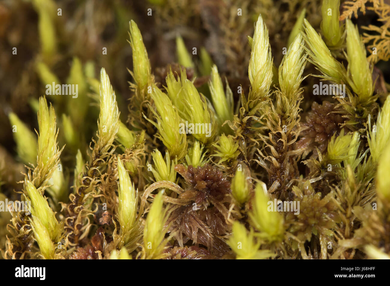 Polytrichum commune Haircap moss) shoots Stock Photo Alamy