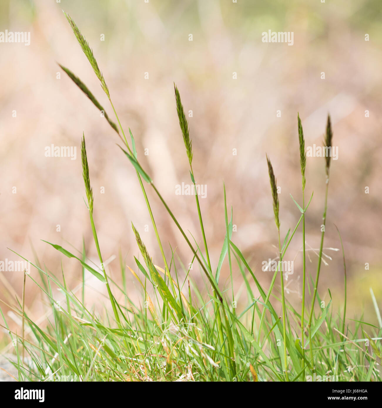 Sweet Vernalgrass (Anthoxanthum odoratum Stock Photo Alamy