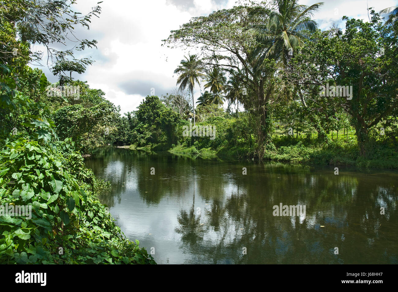 mirroring jungle caribbean river water nature green virgin forest stream Stock Photo