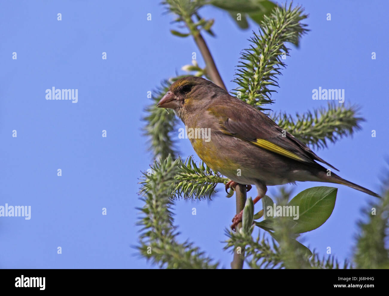 bird birds finches singing-bird bobolinks finch grnfink grnling standvgel Stock Photo