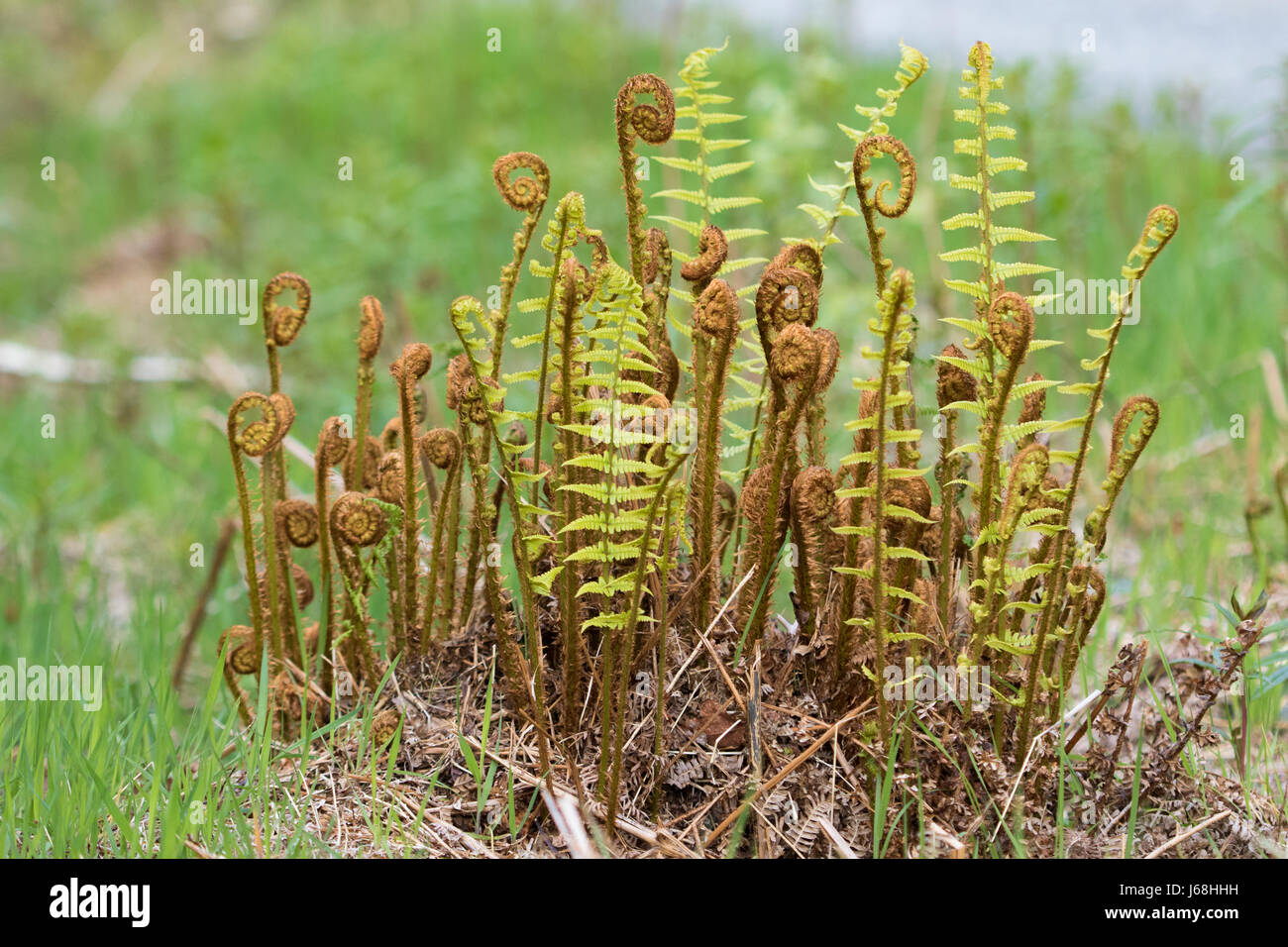 Scaly Male Fern (Dryopteris affinis) Stock Photo