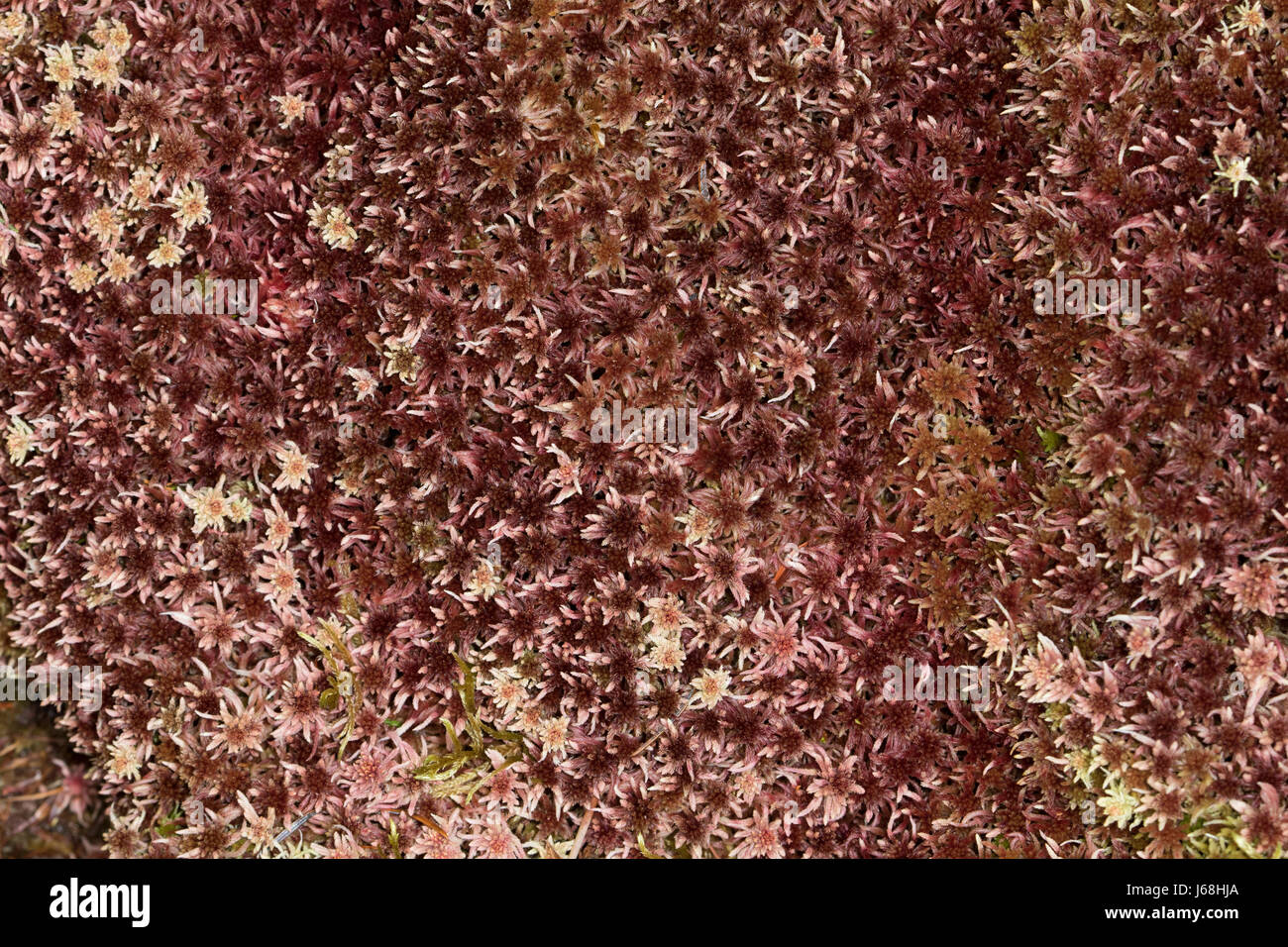 Musgo Sphagnum magellanicum
