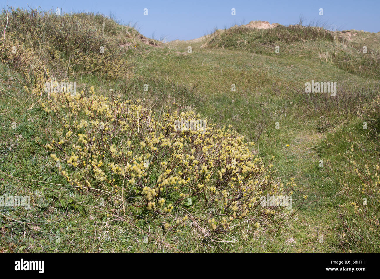 Creeping Willow (Salix repens) catkins in the dune slacks at Newborough, Anglesey Stock Photo