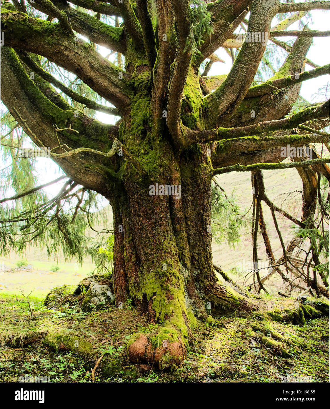 tree creation crown constancy methuselah strength force age nature elder Stock Photo