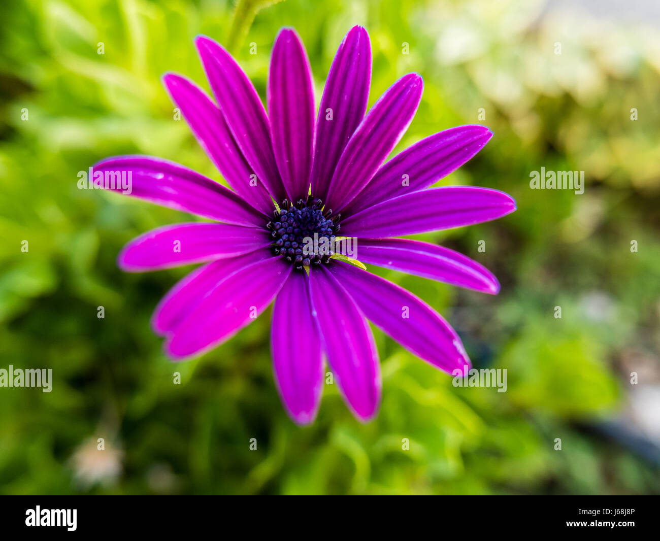 Close up of a purple flower in the field Stock Photo - Alamy