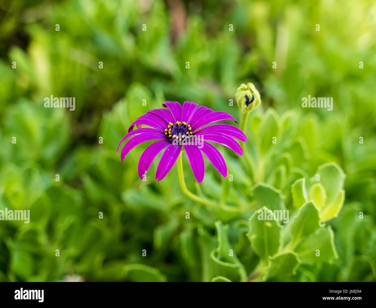 Close up of a purple flower in the field Stock Photo - Alamy