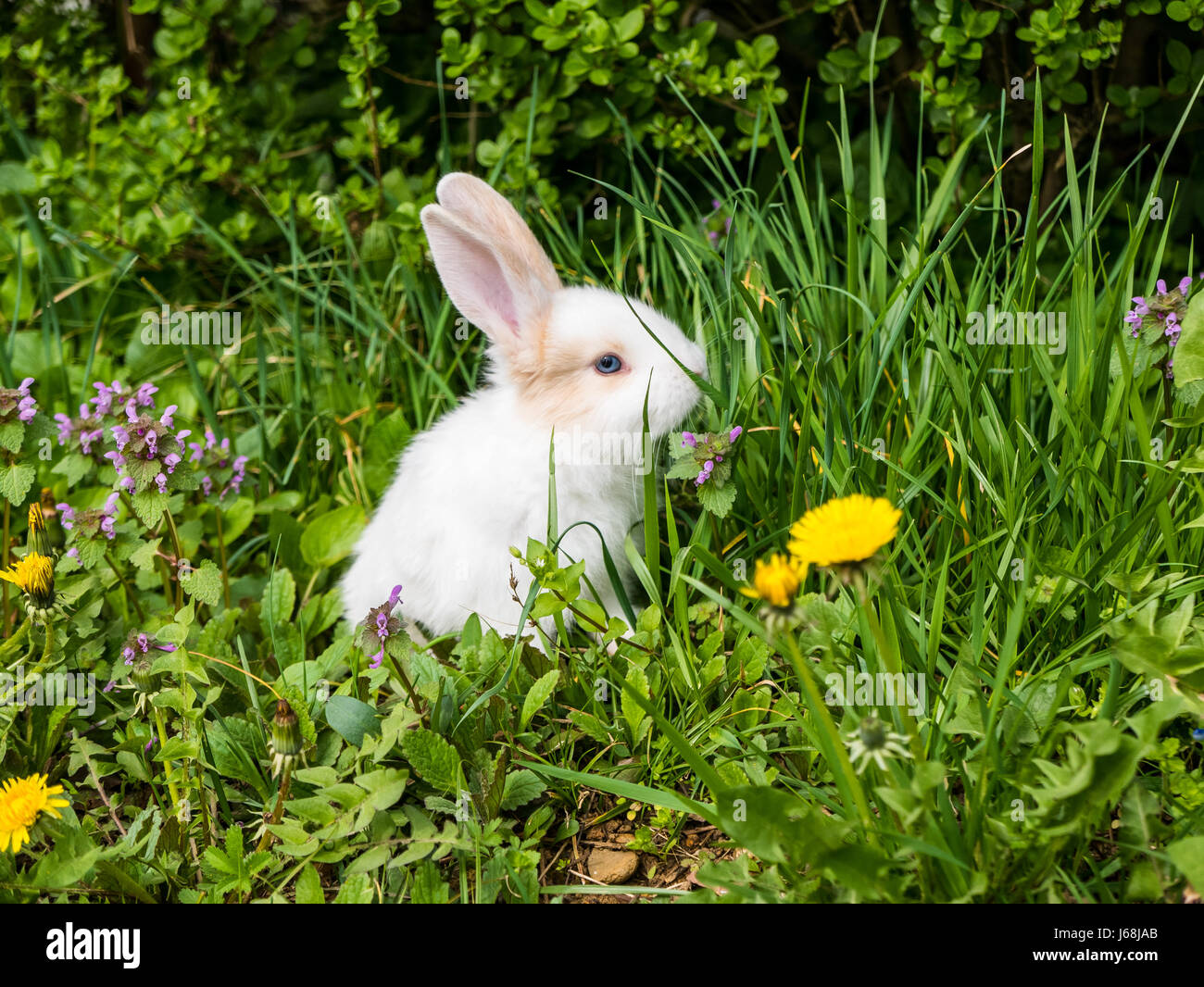 Small white rabbit in the grass surrounded by flowers in spring Stock ...