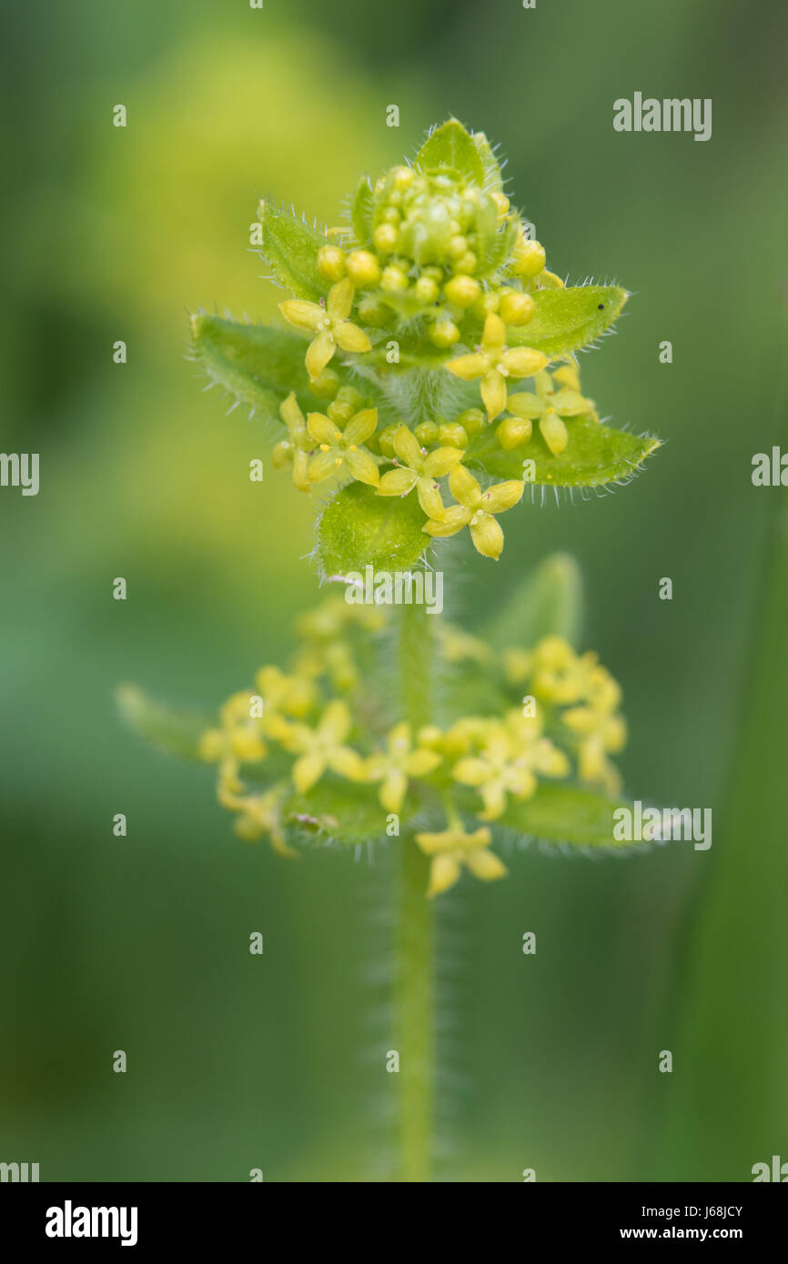 Crosswort (Cruciata laevipes) Stock Photo