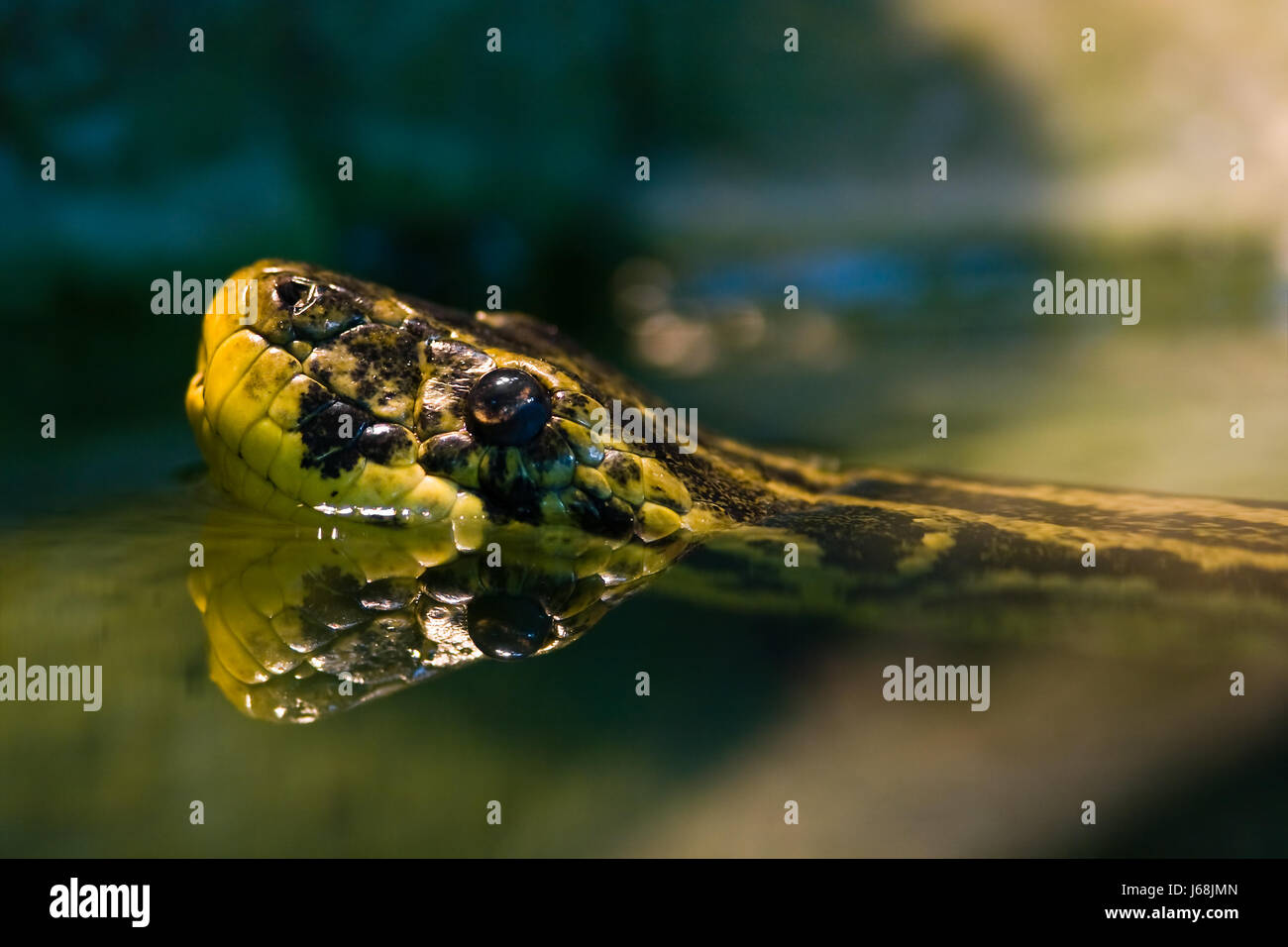 animal reptile animals snake reptiles snakes animal reptile animals