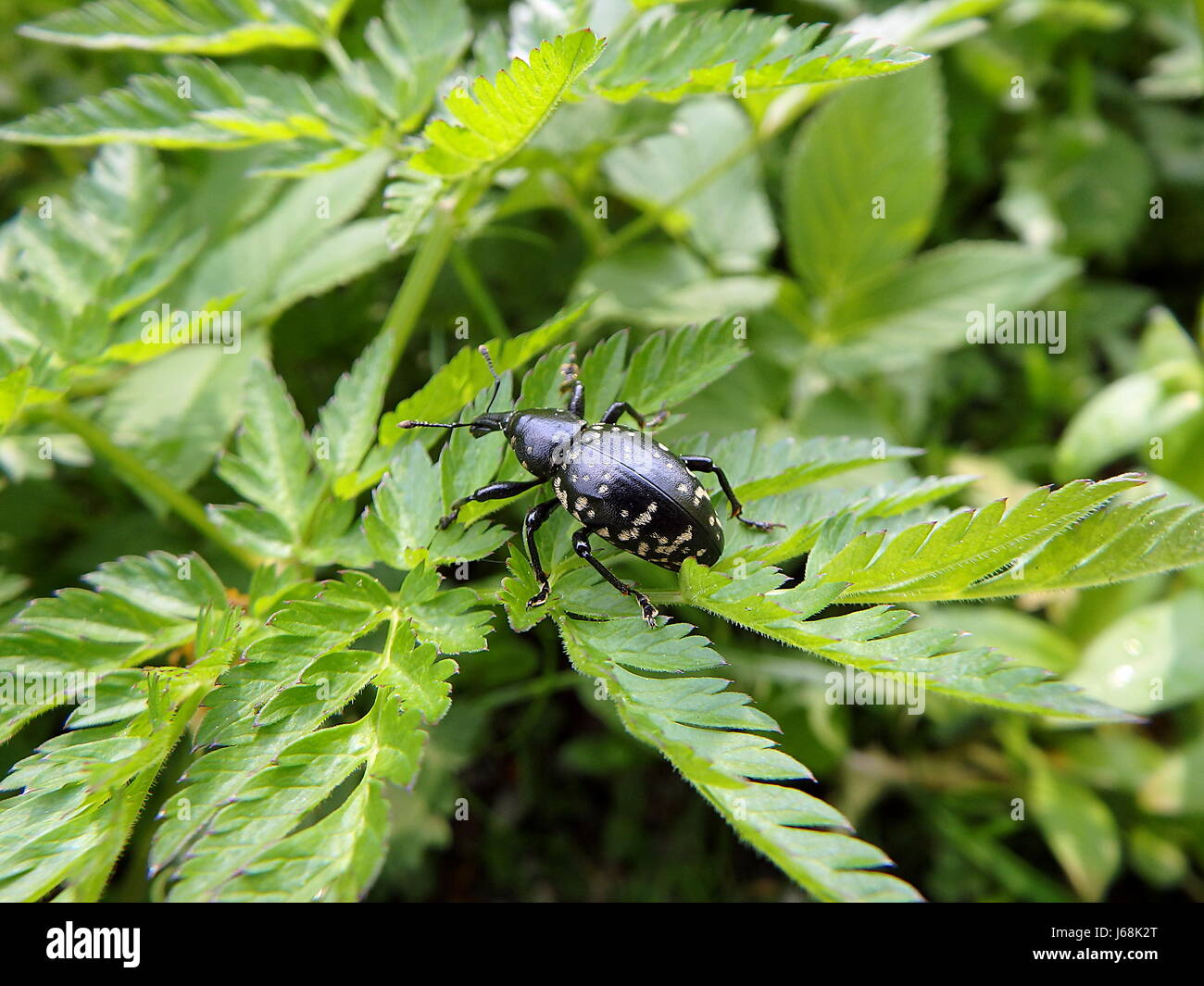 Snout beetle on a green leaf, (Liparus glabrirostris) Stock Photo