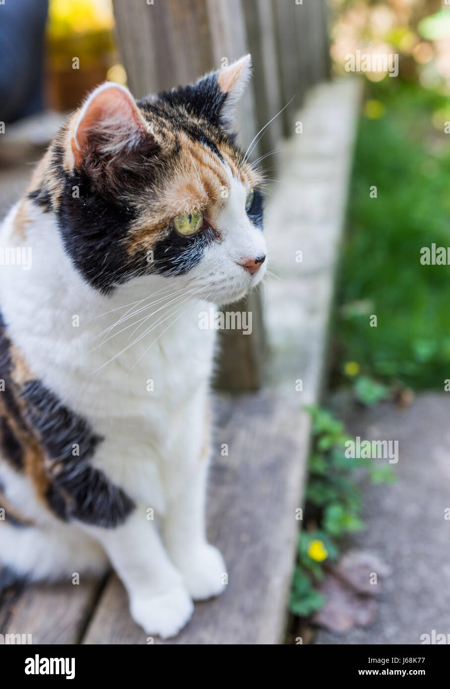 calico cats outside