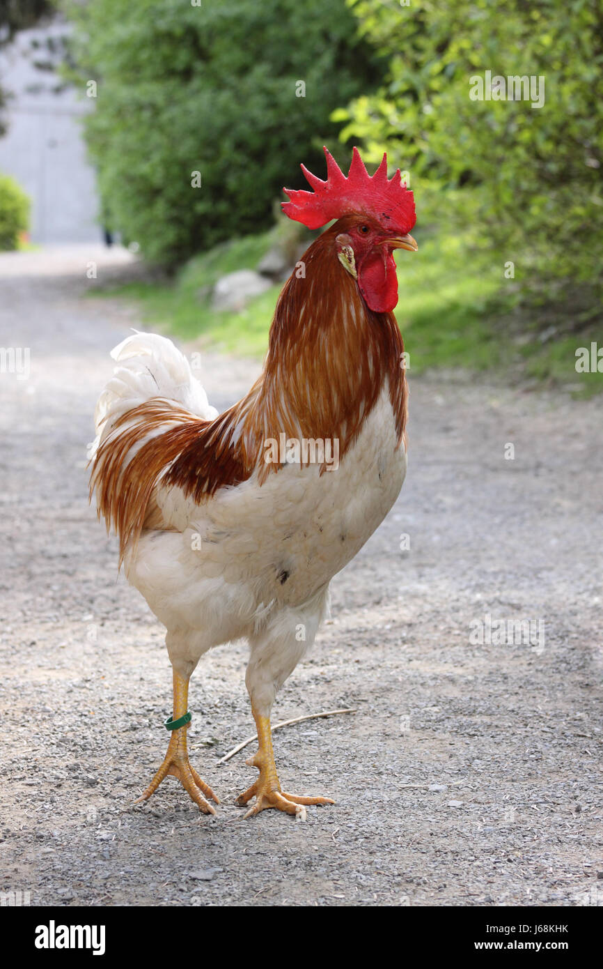 Animal Bird Animals Male Masculine Birds Chicken Cock Rooster Fauna animal-bird-animals-male-masculine-birds-chicken-cock-rooster-fauna