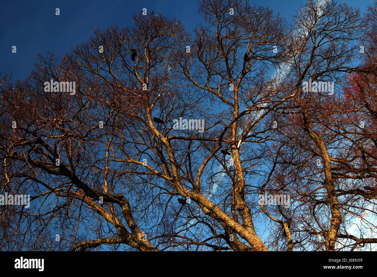 the raven tree Stock Photo - Alamy