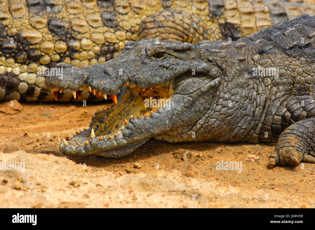 nile crocodile,crocodylus niloticus Stock Photo