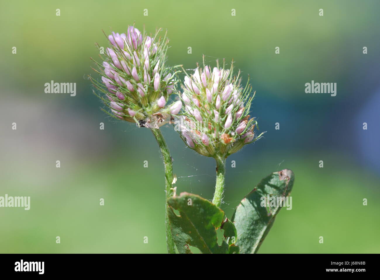 hasen-clover (trifolium arvense) Stock Photo