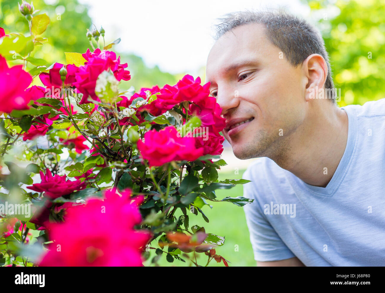 Closeup of young man smelling red or pink roses from bush in garden outside in summer Stock Photo