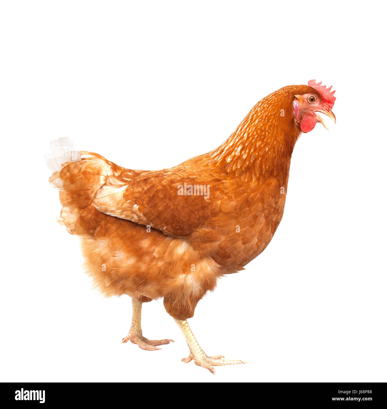 full body of brown chicken hen standing isolated white background use for  farm animals and livestock theme Stock Photo - Alamy