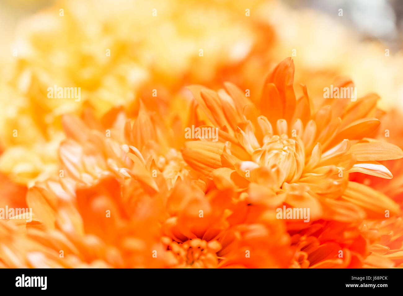 Orange ombre yellow poms flowers macro closeup with bokeh Stock Photo