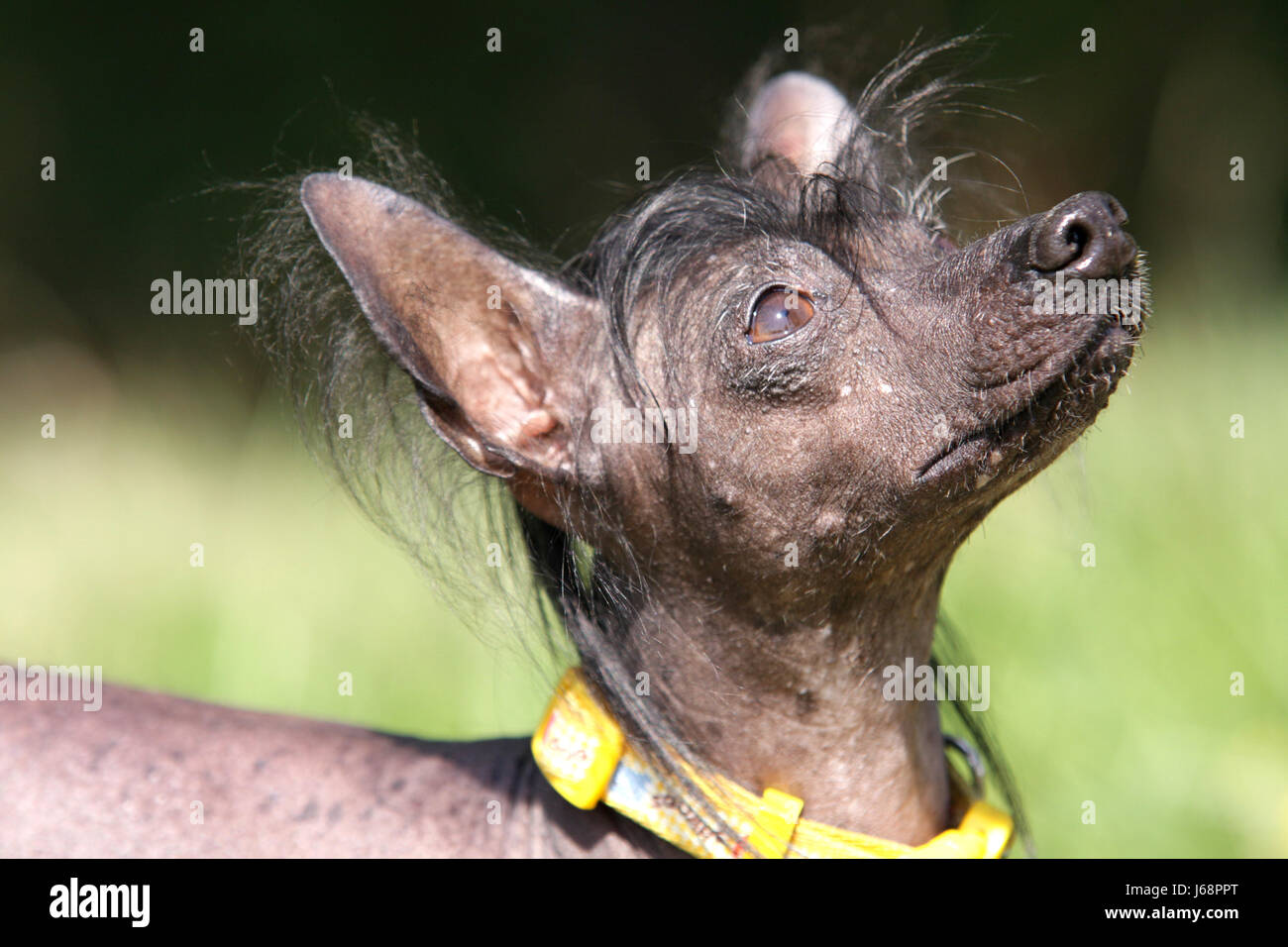 dog hairless peruvian animal pet field eyes dog active ears muzzle