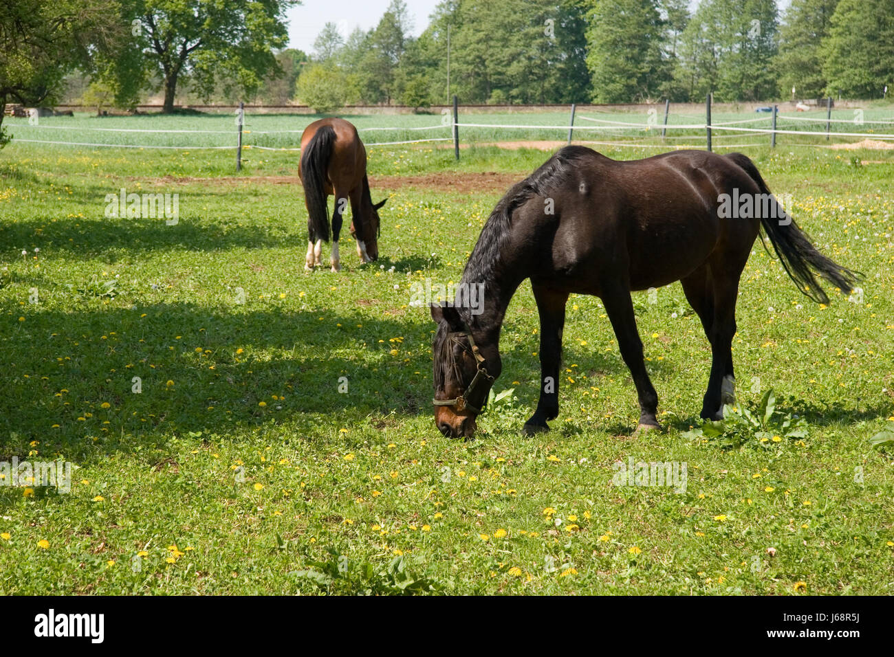 horses on the paddock Stock Photo