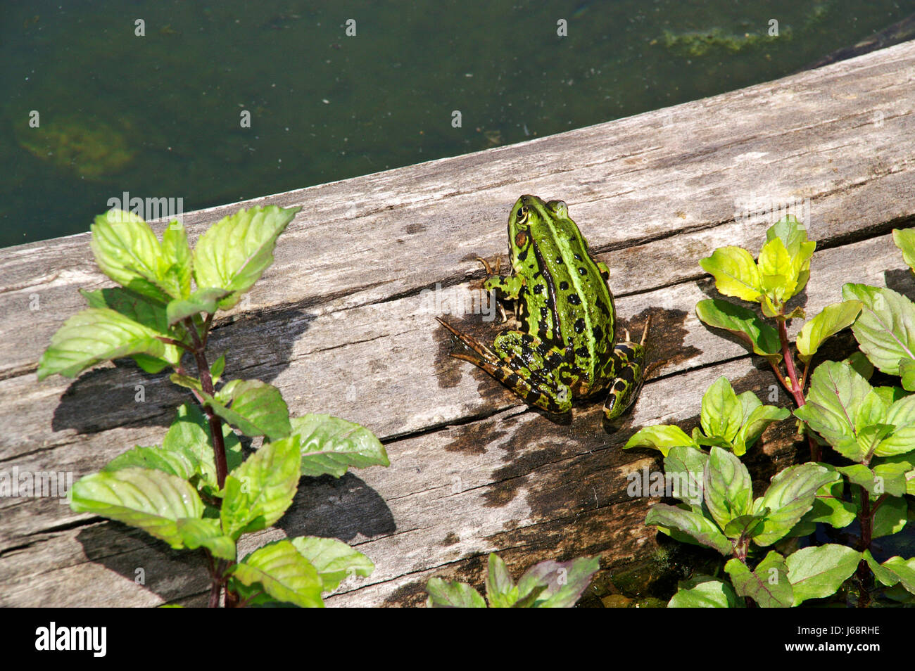 frog on wood Stock Photo