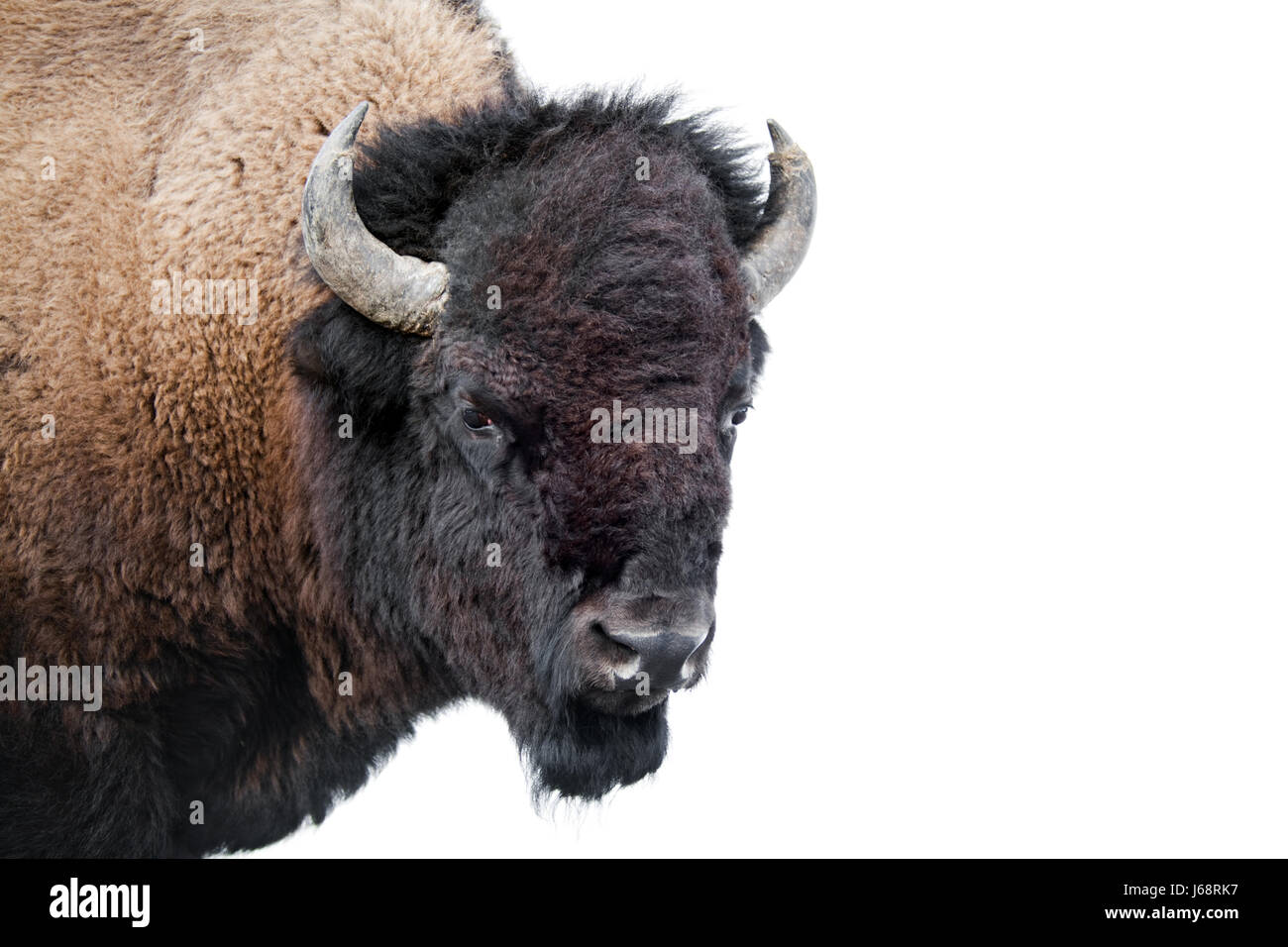 isolated animal wildlife bison buffalo nature closeup american animal ...