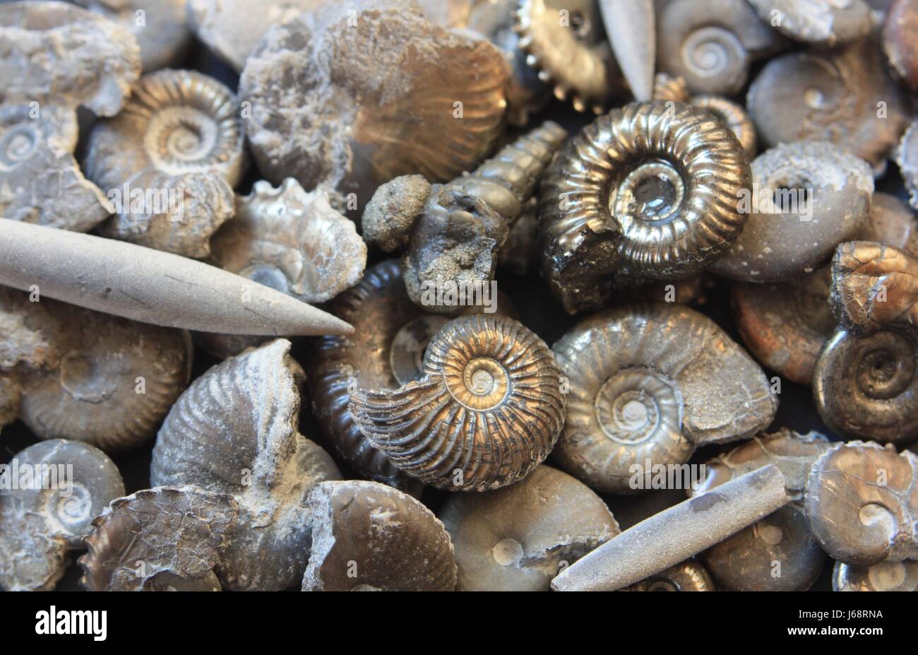 fossils collection Stock Photo