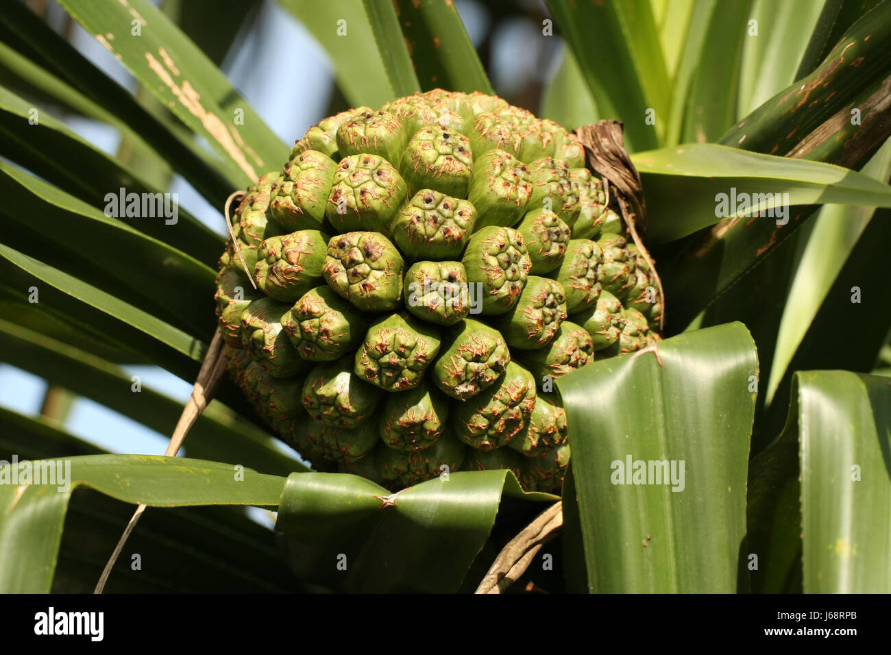 Durian leaves hi-res stock photography and images - Alamy