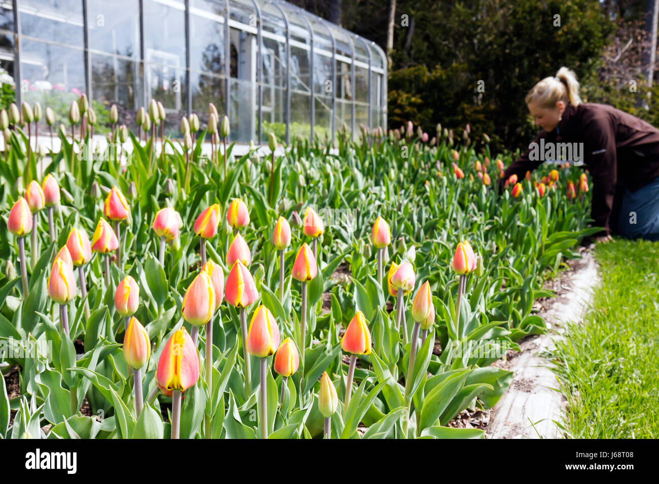 Mackinac Island Michigan,Historic State Parks Park Mackinaw,Straits of,Lake Huron,Grand,hotel,groundskeeper,woman female women,garden,gardening,tulips Stock Photo